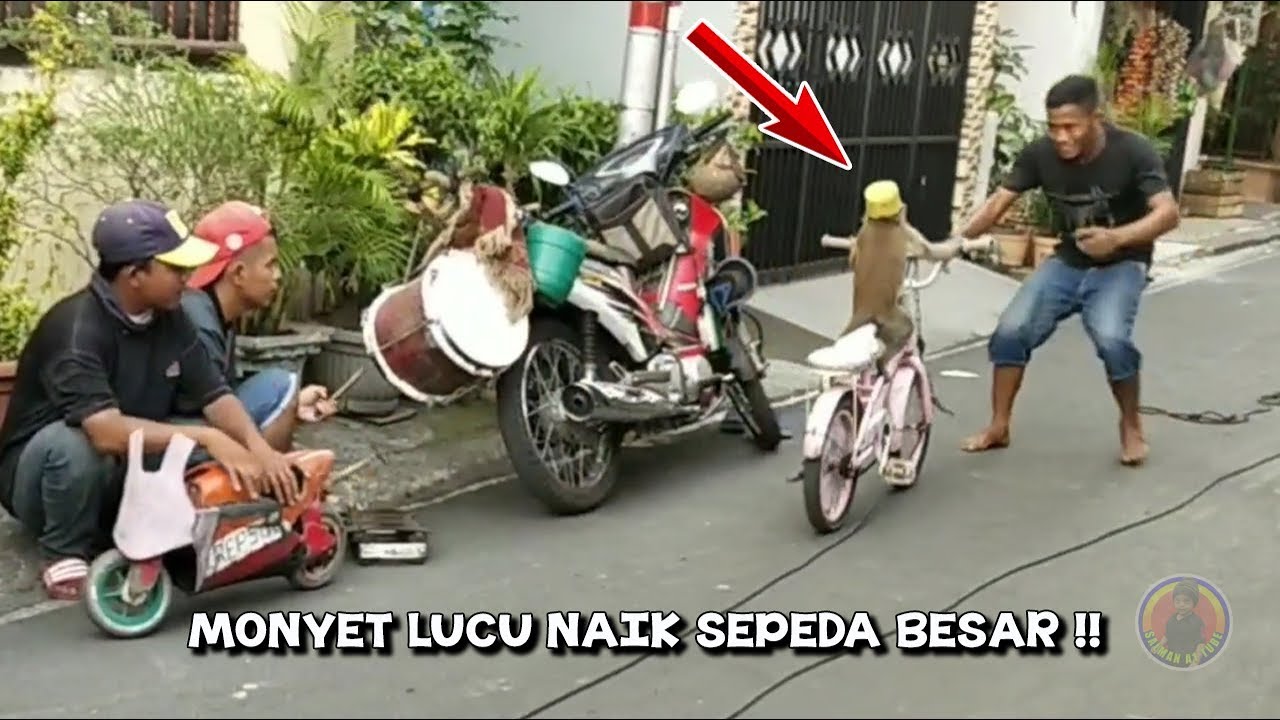 Monyet Lucu Naik Sepeda Besar Youtube