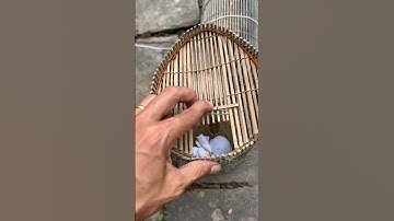 Đặt lợp bắt tép đồng