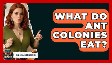 What Do Ant Colonies Eat? - Insects and Invaders