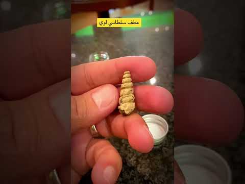 عطف لوي سلطاني