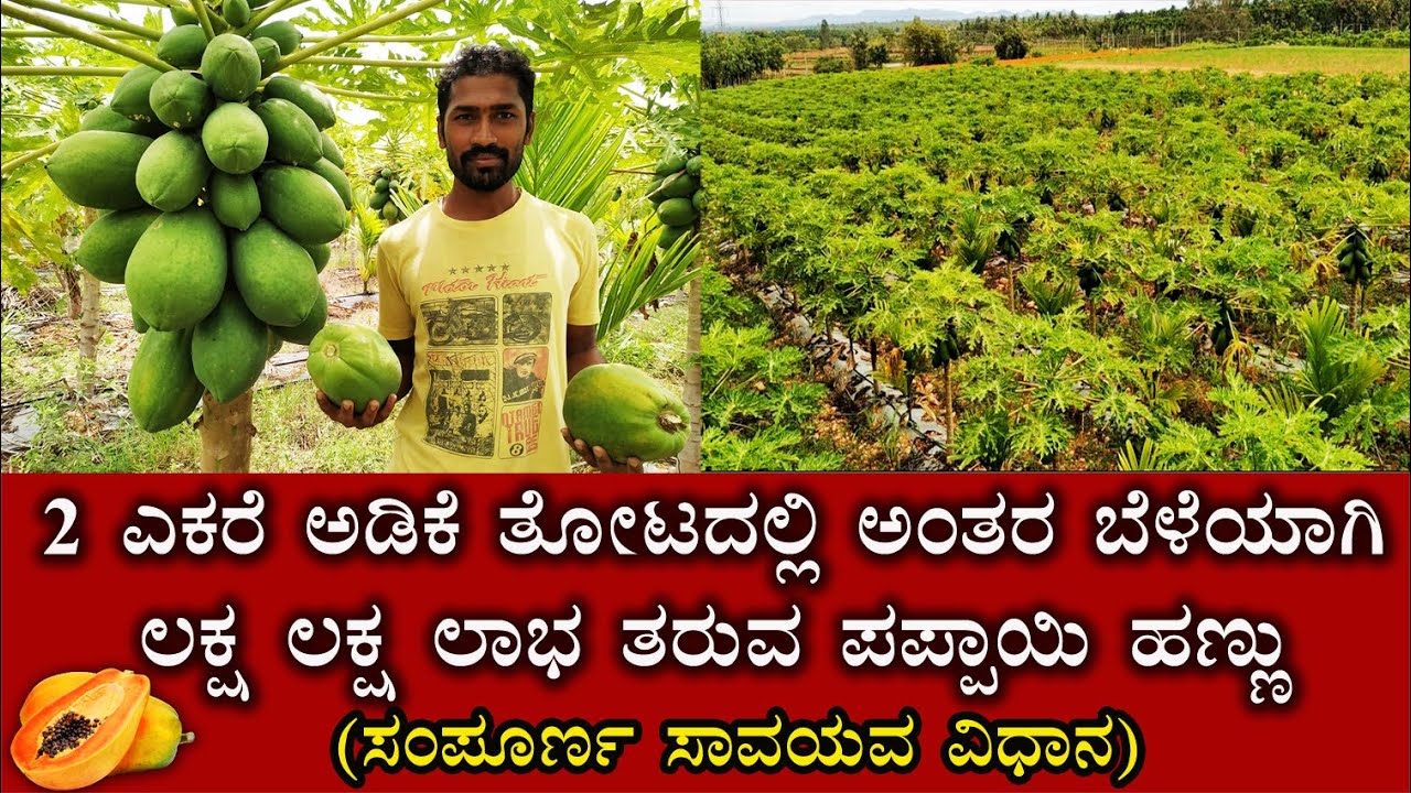 2 ಎಕರೆ ಅಡಿಕೆ ತೋಟದಲ್ಲಿ ಅಂತರ ಬೆಳೆಯಾಗಿ ಲಕ್ಷ ಲಕ್ಷ ಲಾಭ ತರುವ ಪಪ್ಪಾಯಿ ಹಣ್ಣು.