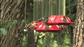 Hummingbird Migration Focus of Research at USM