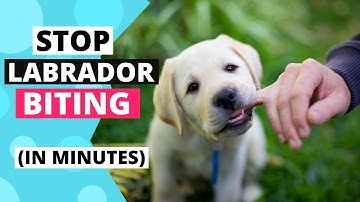 How to Train your Labrador Puppy to Stop Biting