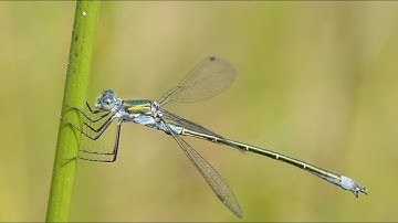 Tangpantserjuffer Lestes dryas, mannetje