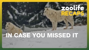 Zoolife Recap 🎬 | In Case You Missed It! This Week’s Best Moments