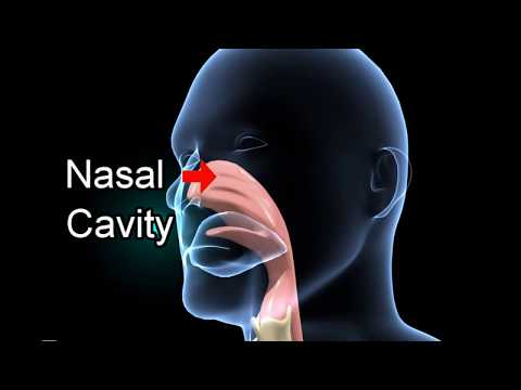 मानव श्वसन तंत्र Biology  - Human Respiratory System Overview  - Hindi