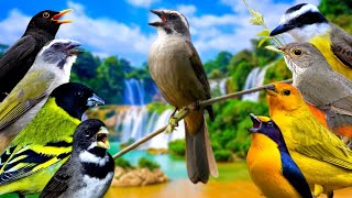 Som de Cachoeira e Pássaros Cantando na Natureza ao Amanhecer para Estímulo de Canto e Relaxamento 4