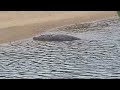 Middle of video