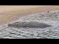 End of video