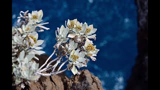 EDELWEISS  ÉCHO (Marche Tyrolienne) de Jo SONY. Accordéon et chant. Musette Jo Sony La Tyrolienne