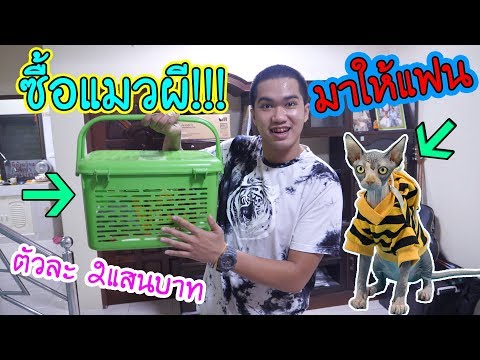 ซื้อแมวผี!!มาเซอร์ไพร์แฟนตัวละ 2 แสนบาท