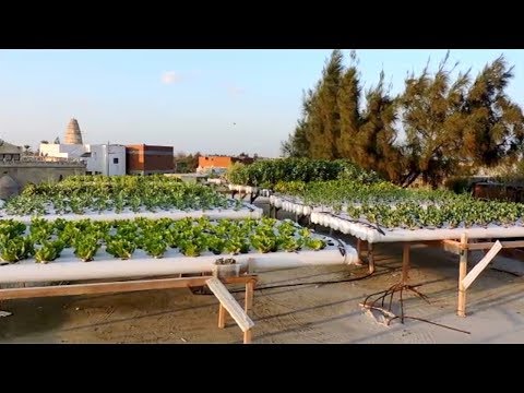 اللي أكله من فاسه نجع الشيخ عون تحدت الفقر بزراعة أسطح المنازل