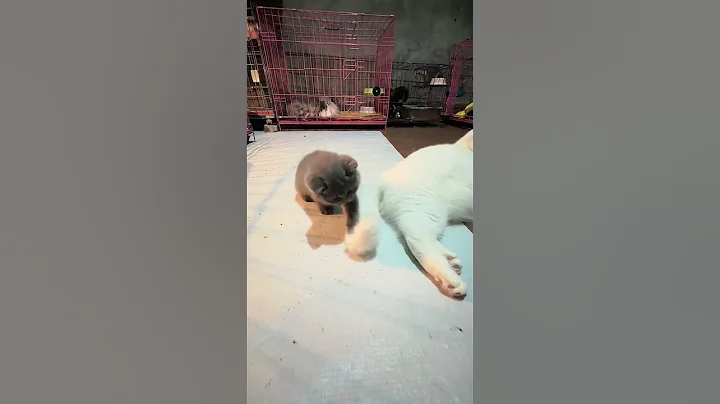 Video 10419231: cat kitten cute pets, cats cute kittens playing, kittens cattery, funny cat