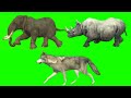 Elephant Rhinoceros jackal running | cartoon animal green screen video