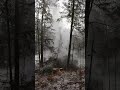 Monster Hemlock Pounds the ground #logger #shorts #lumberjack #chainsaw #tree #wood