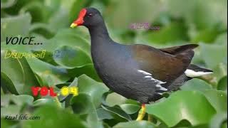 🔴 Pemikat Ampuh BURUNG MANDAR/Suara sangat jernih 100%