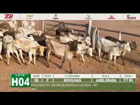 LOTE H04