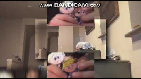 Request: (YTPMV) The Leotits - Bananas! (Music Video) Scan