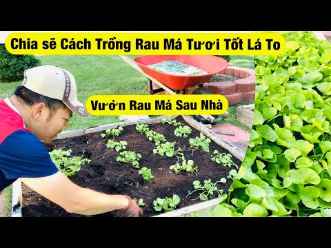 Chia Sẽ Chi Tiết Bí Quyết Trồng Rau Má - Tươi Tốt Lá To Mau Thu Hoạch | Năng Trần Cuộc Sống Mỹ
