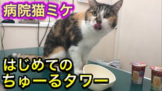 病院猫ミケ、15歳で初めてちゅーるタワーを見た反応が意外すぎました。【動物病院の日常】
