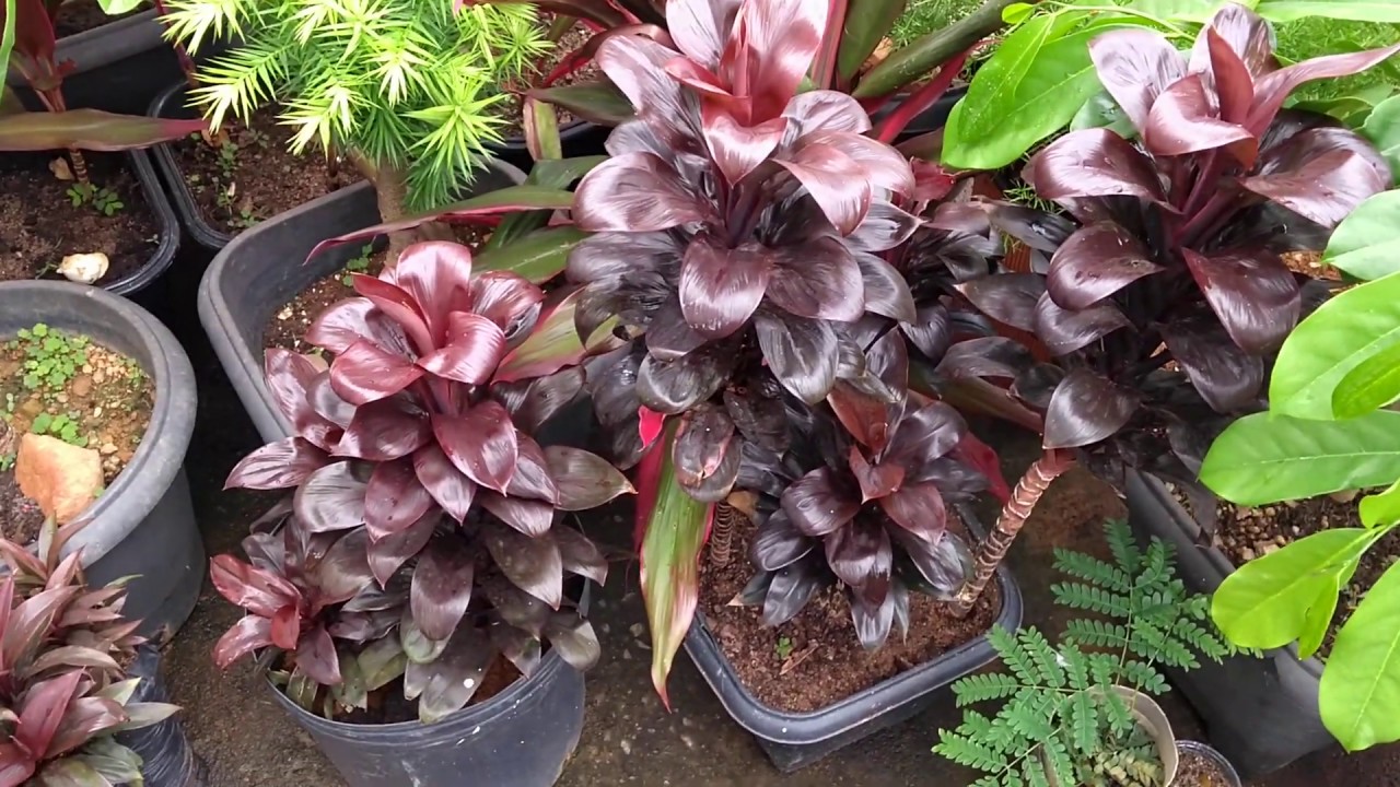 Como Fazer Mudas de Dracena Chocolate.