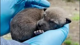 Critically endangered red wolf pups born at North Carolina Zoo