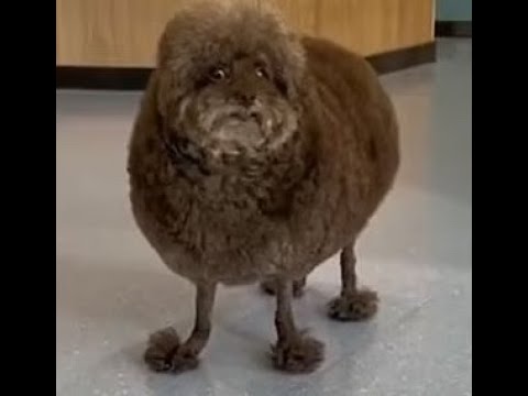 Мем с пушистой собакой