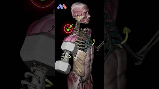 Lateral Raises: Are You Making This Common Mistake?
Lateral raises are among the best exercises for building strong, defined shoulders, but improper form can shift the focus away from the middle deltoid!
❌ The mistake: Rotating the shoulders outward to lift the dumbbells instead of properly engaging the middle deltoid. This movement relies more on the external rotators rather than effectively targeting the delts.
✅ The fix: Keep the arms straight or slightly bent, ensuring that your elbows, not just the dumbbells, reach shoulder height.
🚀 Want to train smarter? Learn the biomechanics behind every movement with the Muscle & Motion Strength Training App - link in bio!
#muscleandmotion #lateralraises #shoulderworkout #deltoidtraining #strengthtraining #fitnessmotivation #movementanalysis Lateral Raises: Are You Making This Common Mistake?