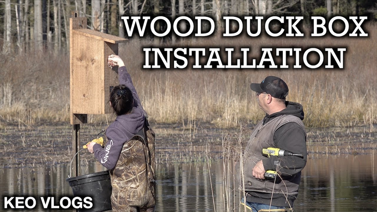 Installing A Wood Duck Nesting Box YouTube