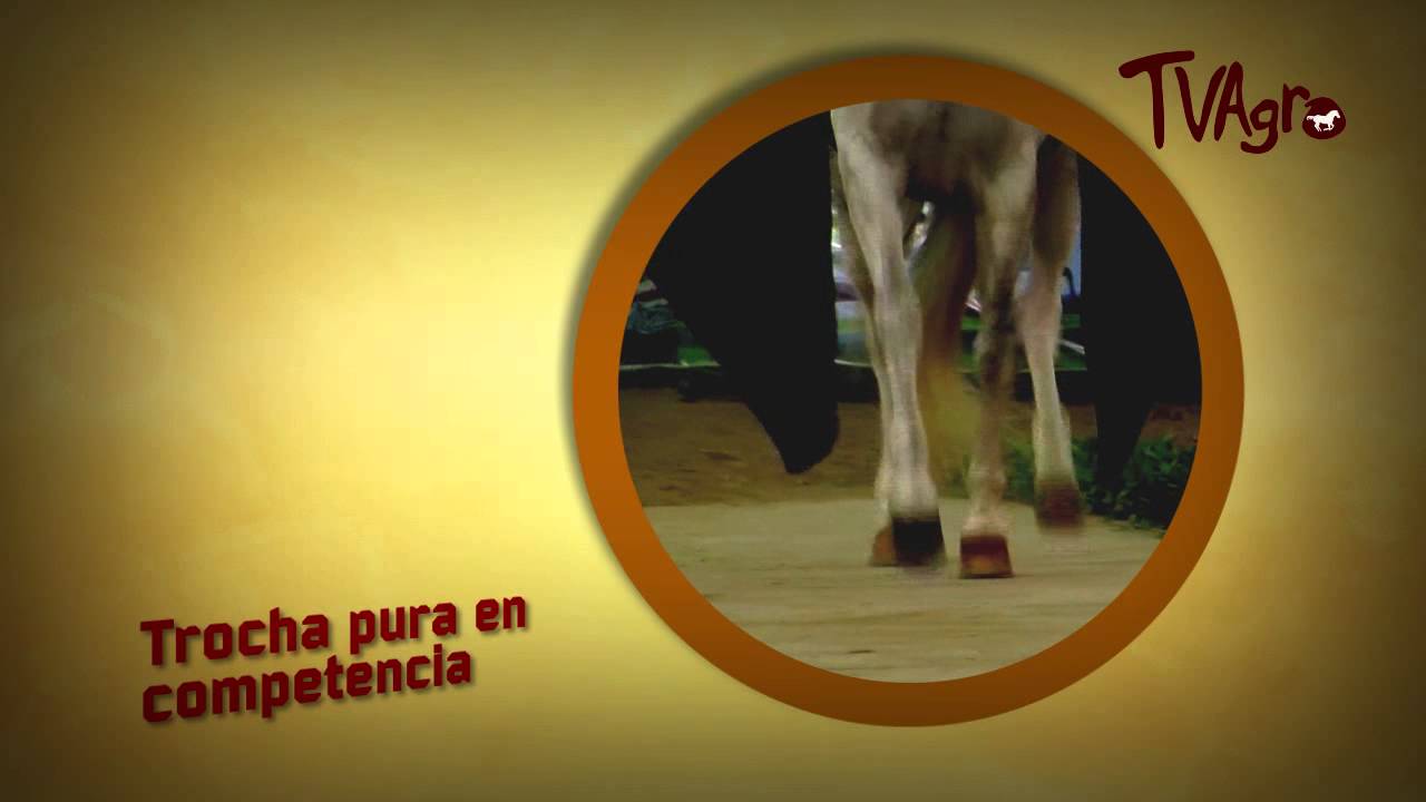 Código Equino: Trocha pura Colombiana