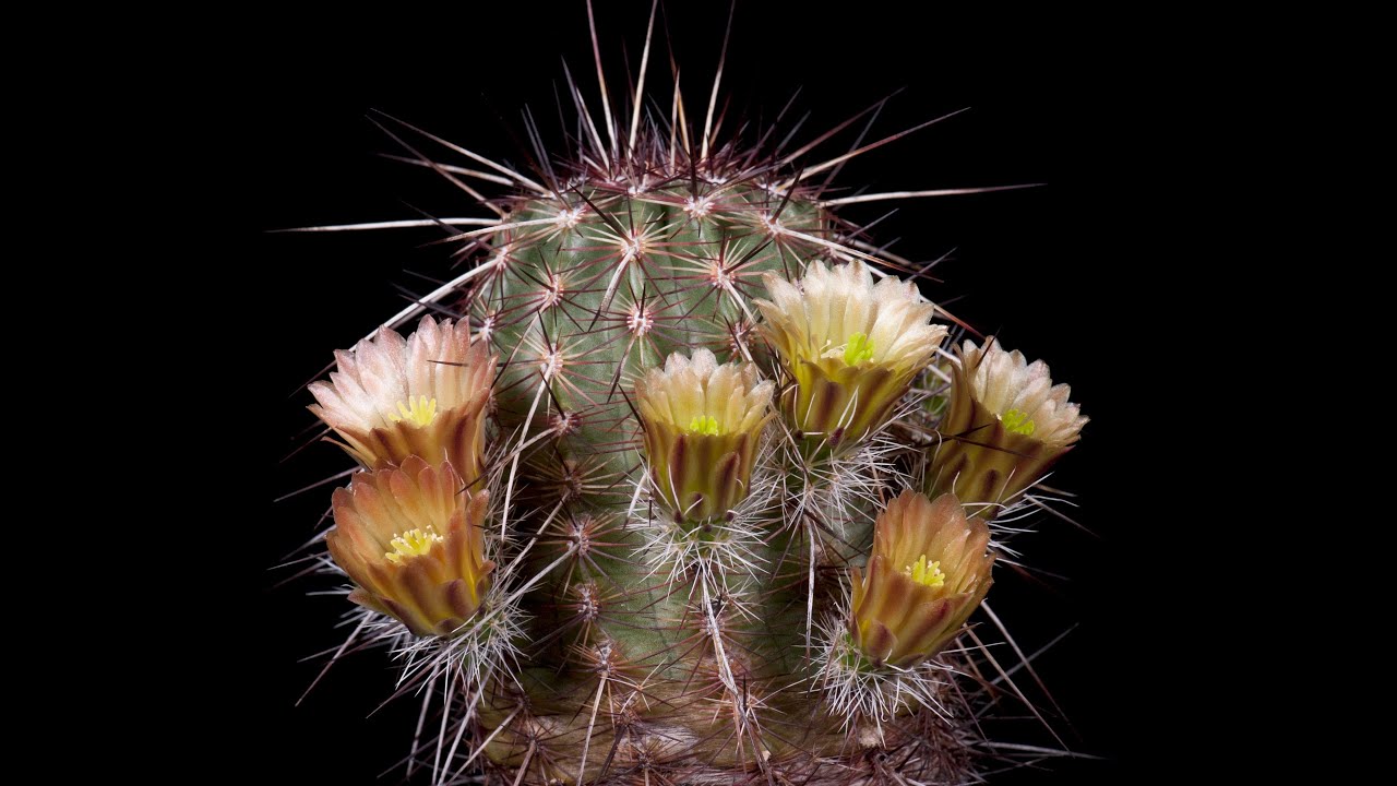 Time Lapse Echinocereus chloranthus subsp. rhyolithensis fa. cowperi, RC7/95