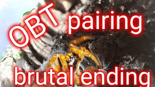 Brutal Obt Pairing Tarantula Goes Wild