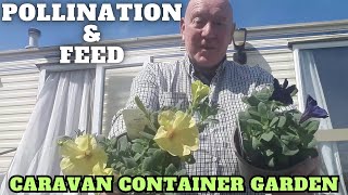 Pollination & Feeding Our Plants Full Time Caravan Life by  Ivans Gardening Allotment UK  3,006 views 2 weeks ago 8 minutes, 32 seconds