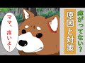 犬のアレルギーや病気で困っていませんか?そんな時はKohei にご相談下さい