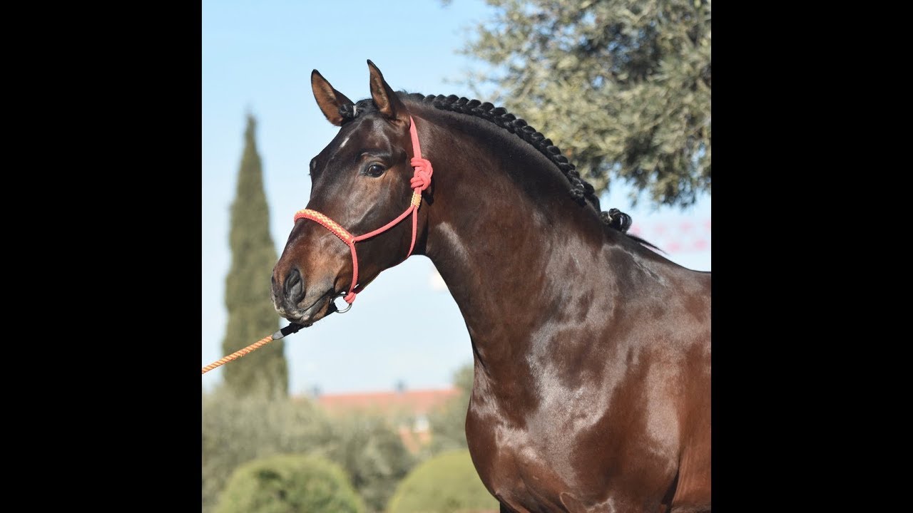 SPANISH HORSE - TINTIN DE SUSAETA - BY DOBLON -TR