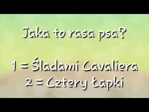 Jaka to rasa