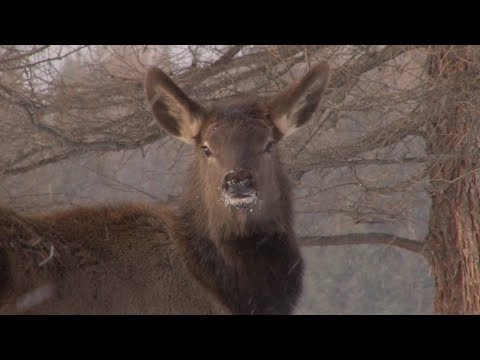 Video: Хакасия коругунун жаныбарлары