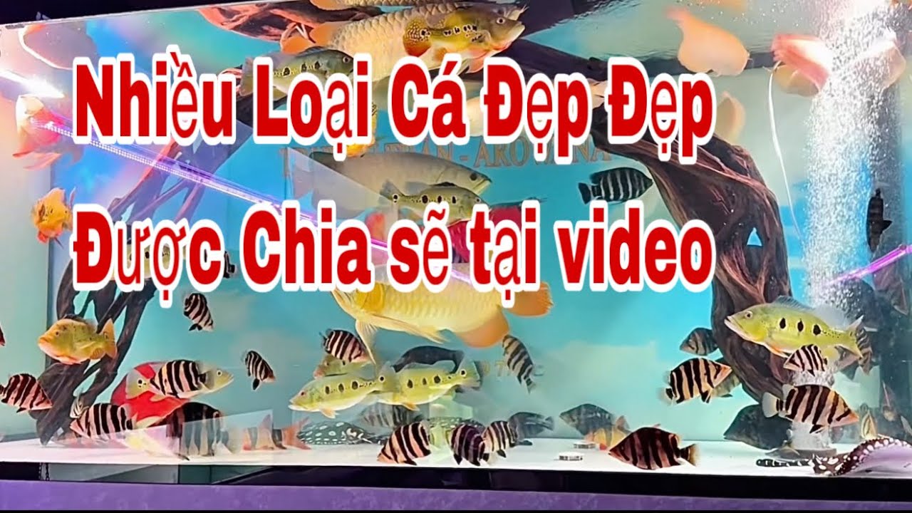Nhiều Loại Cá Rồng Và Phụ Kiện Đẹp Tại Video- Cá Rồng Truyền Trần 