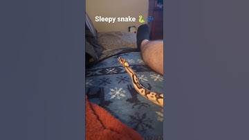 Sleepy 😴🐍❤️ #ballpython #snake #reptiles