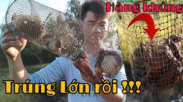 Bẫy Ếch Chạy Nhiều KỈ LỤC Từ Trước Tới Nay || Mưu sinh Nghề Đặt Lợp Ếch || Catch frog || Học vlog