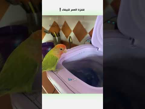 قفزة العمر للببغاء دبلجة مضحكة اكسبلور السعودية دوبلاج Shorts My Kingo