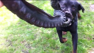 killer rottweiler all comments on boogaard the killer rottweiler guard killer rottweiler all comments on boogaard the killer rottweiler guard