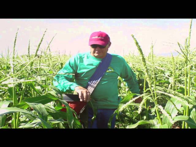 Celebrate Arizona Sweet Corn