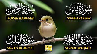 Download Lagu The Best Recitation Surah Yaseen (Yasin) | Surah Rahman | Surah Waqiah | Surah Mulk EP73 MP3 Download Lagu The Best Recitation Surah Yaseen (Yasin) | Surah Rahman | Surah Waqiah | Surah Mulk EP73 MP3