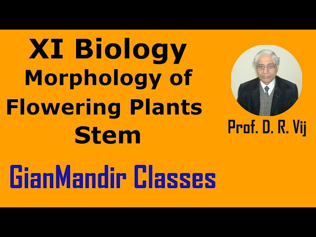 XI Biology | Morphology of Flowering Plants | Stem by Taranjeet Sir