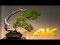 Saitama Omiya Bonsai Museum - 大宮盆栽美術館 - 4K Ultra HD