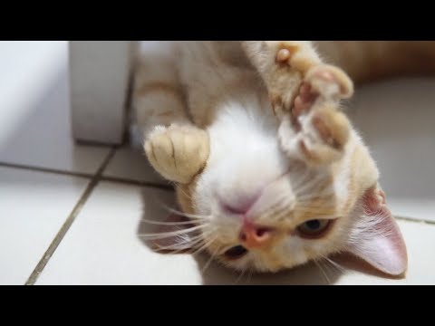 Видео Kucing Comel