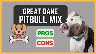 Great Dane Pitbull Mix: Athletic and Energetic! Pros and Cons!