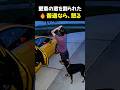 愛車の窓を割られても、彼は犬を抱きしめた。 #感動 #犬のいる暮らし #動物の絆