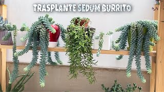 TRASPLANTANDO NUESTRO SEDUM BURRITO + CUIDADOS